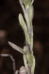 Bighead pygmycudweed